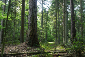 Wyżynny jodłowy b&oacute;r mieszany z udziałem modrzewia polskiego larix polonica