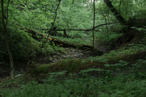 Głęboki lessowy jar porośnięty lasem grądowym tilio cordatae-carpinetum