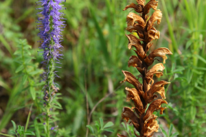 Wysuszony pęd zarazy czerwonawej orobanche lutea