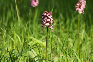Storczyk purpurowy orchis purpurea