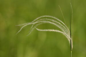 Osnica jana stipa joannis